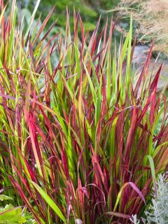 Imperata cylindrica 'Red Baron'
