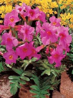 Incarvillea Delavayi