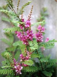 Indigotier heterantha