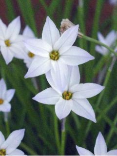 Ipheion uniflorum