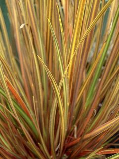 Libertia ixioides Gold fingers ® - Iris de Nouvelle-Zélande