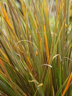 Libertia ixioides Taupo Blaze - Iris de Nouvelle-Zélande