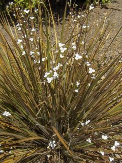 Libertia ixioides Taupo Sunset - Iris de Nouvelle-Zélande.