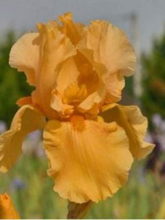 Iris germanica Skyfire