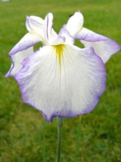 Iris japonais 'Activity'