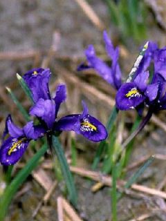 Iris reticulata Harmony