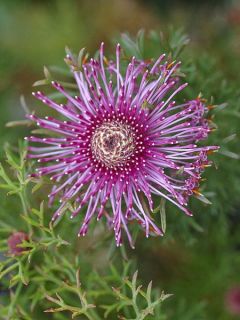 Isopogon formosus