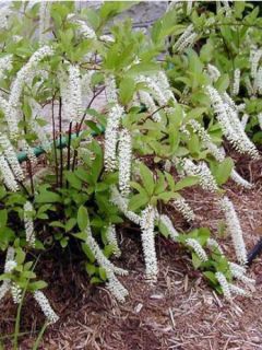 Itéa de Virginie 'Henry's Garnet'