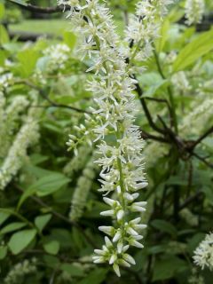 Itéa de Virginie 'Love Child'