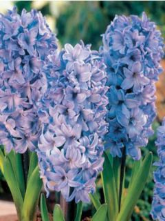Jacinthe 'Delft Blue'