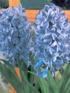 Jacinthe Delft Blue préparée pour le forçage - Hyacinthus (x) orientalis