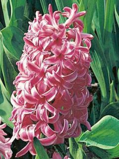 Jacinthe Pink Pearl