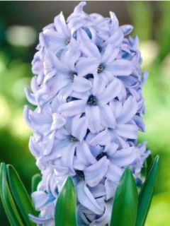 Jacinthe 'Sky Jacket'