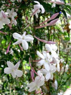 Jasmin blanc, officinal Jasmin blanc, officinal