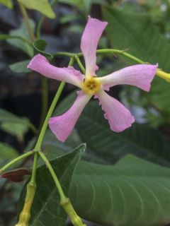 Jasmin étoilé 'Pink Showers' Jasmin étoilé 'Pink Showers'
