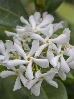 Jasmin étoilé 'Star Of Venice ' Jasmin étoilé 'Star Of Venice '