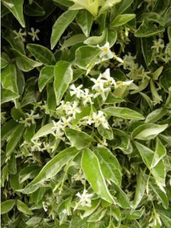 Trachelospermum jasminoides Variegatum - Jasmin étoilé panaché. Trachelospermum jasminoides Variegatum - Jasmin étoilé panaché.