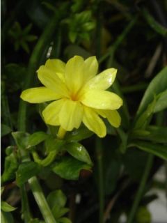 Jasmin mesnyi Jasmin mesnyi