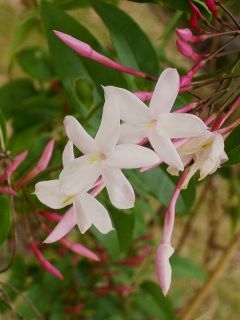 Jasmin rosé d'hiver