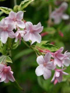 Jasmin, Jasminum stephanense