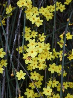 Jasmin d'hiver Jasmin d'hiver