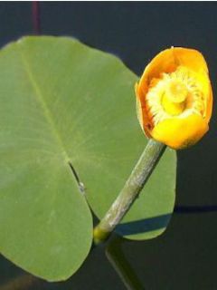 Nuphar lutea - Nénuphar jaune  