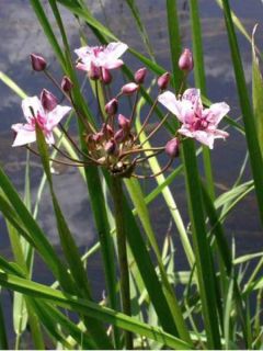 Butomus umbellatus - Jonc fleuri