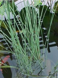 Jonc glauque, Jonc des jardiniers