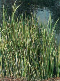 Jonc odorant 'Variagata'