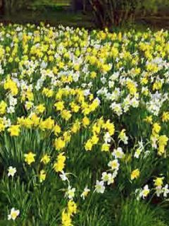 Narcisse pseudonarcissus - Jonquille des Bois