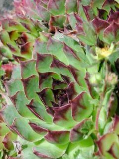 Sempervivum tectorum - Joubarbe des toits