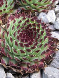 Sempervivum calcareum - Joubarbe du calcaire
