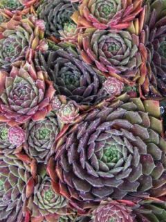 Sempervivum Othello - Joubarbe hybride pourpre, orange, bronze.