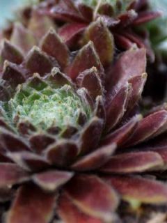 Sempervivum Rubin - Joubarbe pourpre clair