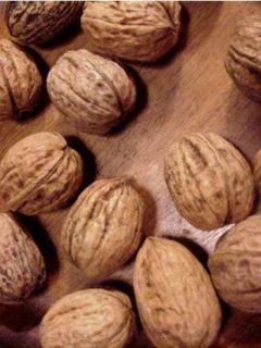 Noyer Franquette - Noix de Grenoble Noyer Franquette - Noix de Grenoble