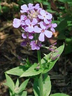 Julienne des jardins