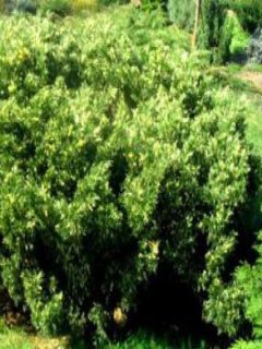 Genévrier sabine - Juniperus sabina Variegata Genévrier sabine - Juniperus sabina Variegata