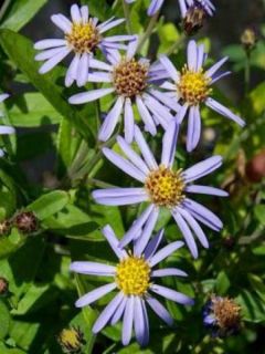 Kalimeris incisa 'Nana Blue'