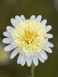 Kalimeris pinnatifida 'Var. Hortensis'