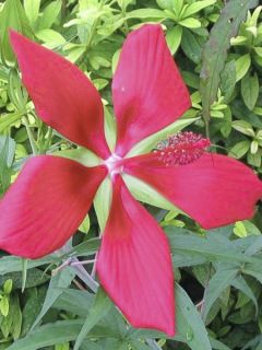 Ketmie écarlate - Étoile du Texas