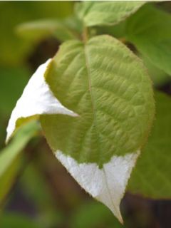 Actinidia kolomikta Adam - Kiwi d'ornement mâle