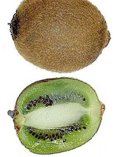 Kiwi autofertile, actinidier 'Jenny'