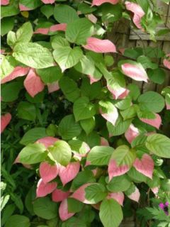 Actinidia kolomikta Eve - Kiwi d'ornement femelle 