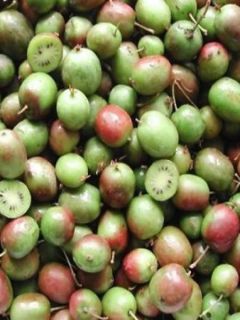 Kiwi, Kiwai 'Geneva'