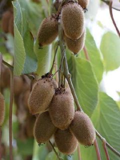 Kiwi 'Kiwidoo Femelle'