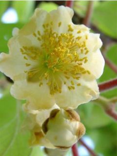 Kiwi Atlas (mâle) - Actinidia deliciosa