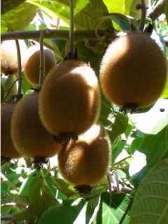 Kiwi 'Monty'