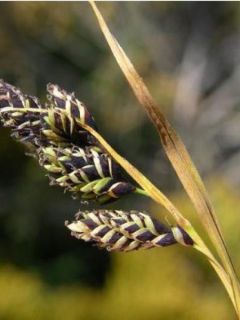 Carex atrata - Laîche des montagnes