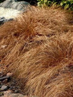 Laîche 'Bronze Form'