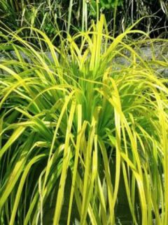 Carex oshimensis Everillo® - Laîche d'Oshima